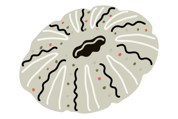 Integrating Decorative Cartoon Seashell Elements into Modern Digital Design Workflows